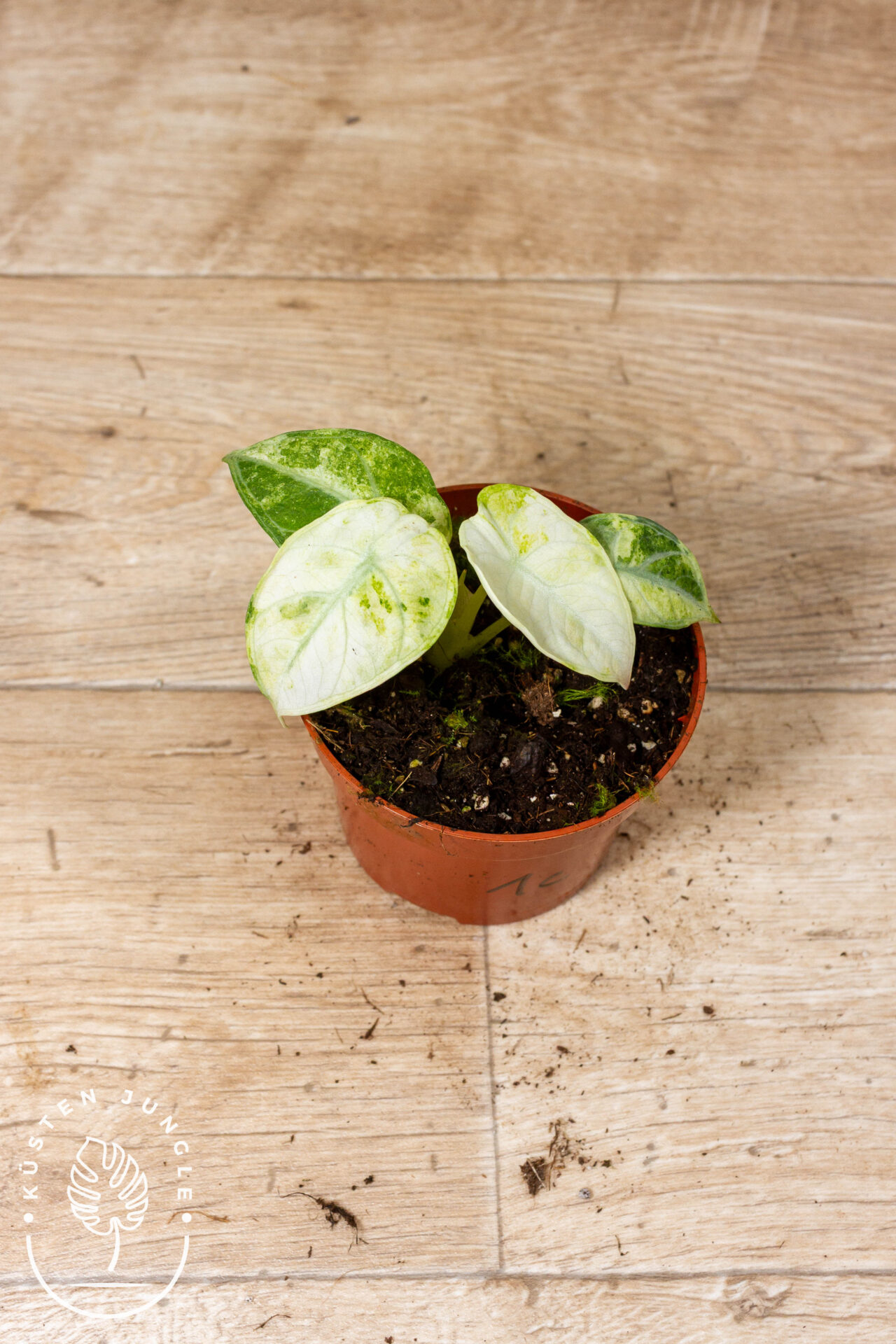 Alocasia ninja tricolor 001C WYSIWYG