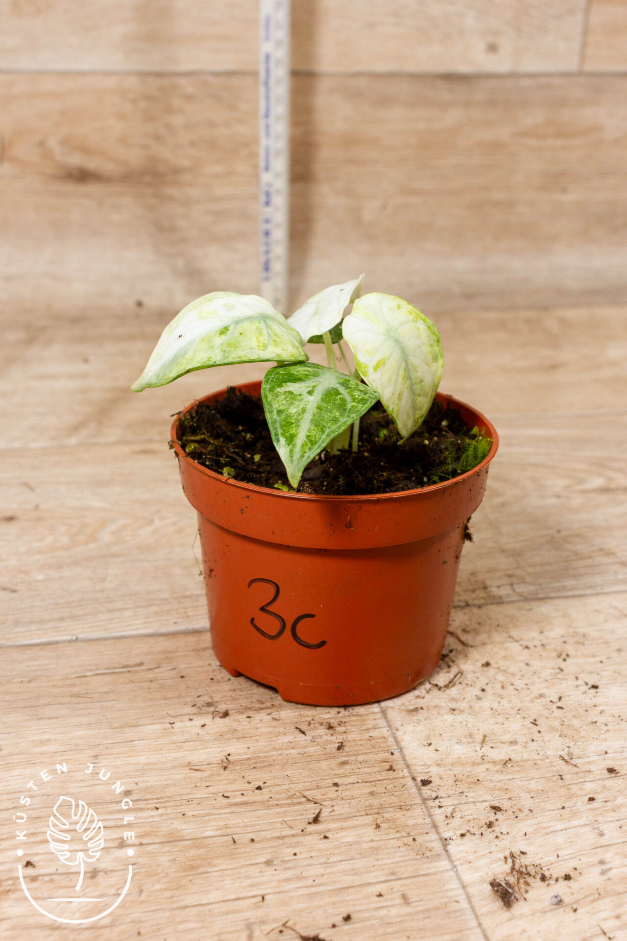 Alocasia ninja tricolor 003C WYSIWYG – Bild 2