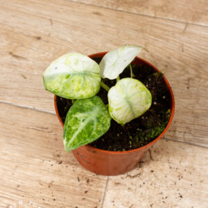 Alocasia ninja tricolor 003C WYSIWYG