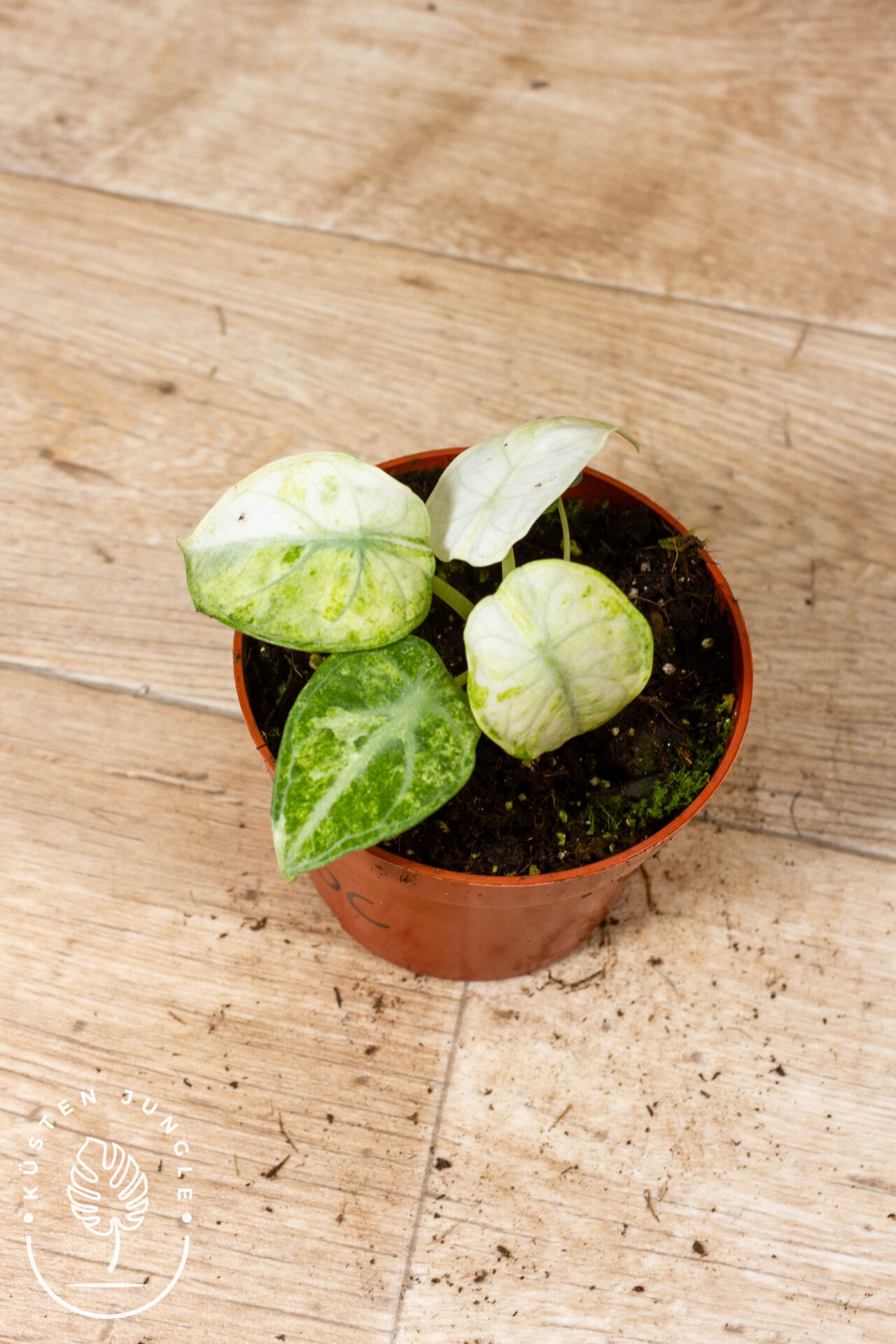 Alocasia ninja tricolor 003C WYSIWYG