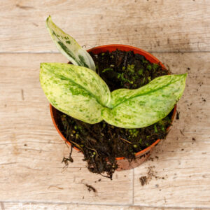 Scindapsus Jade Satin Marble 001C WYSIWYG