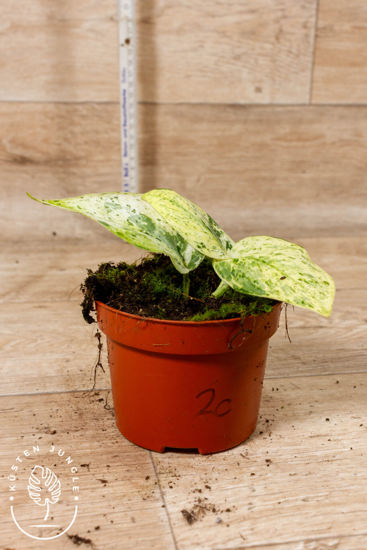 Scindapsus Jade Satin Marble 002C WYSIWYG - Image 2