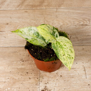 Scindapsus Jade Satin Marble 002C WYSIWYG