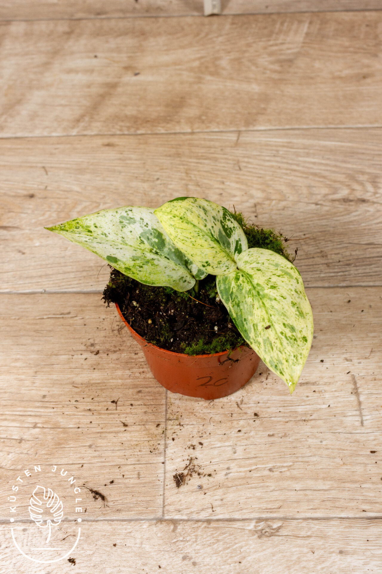 Scindapsus Jade Satin Marble 002C WYSIWYG