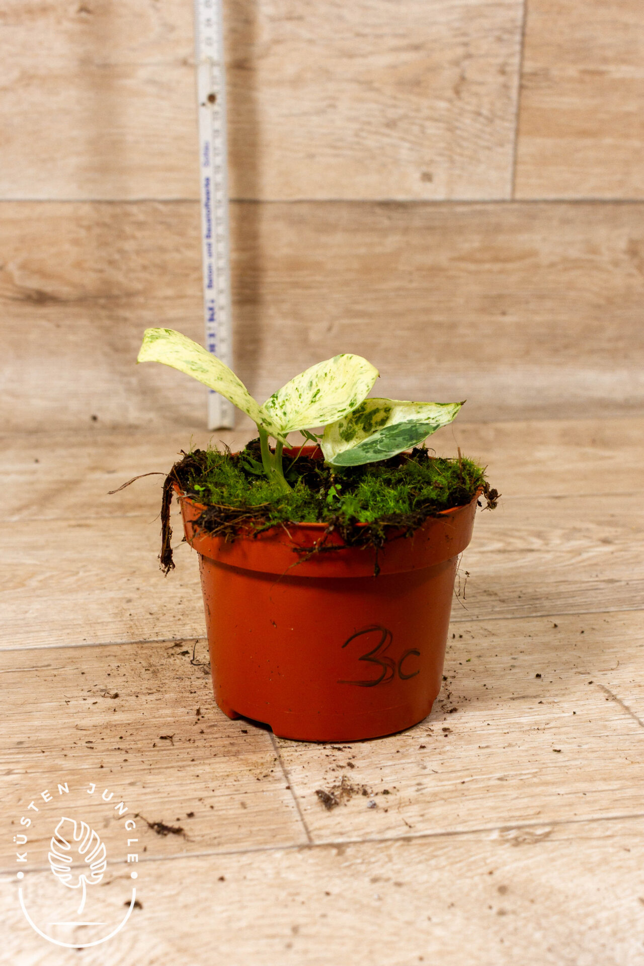 Scindapsus Jade Satin Marble 003C WYSIWYG – Bild 2