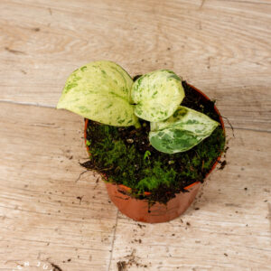 Scindapsus Jade Satin Marble 003C WYSIWYG