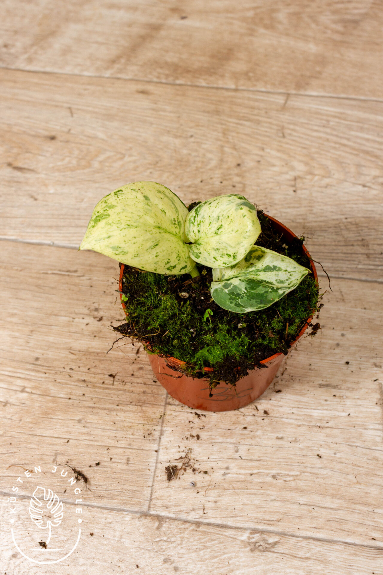 Scindapsus Jade Satin Marble 003C WYSIWYG