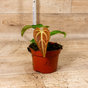 Anthurium regale 001C WYSIWYG