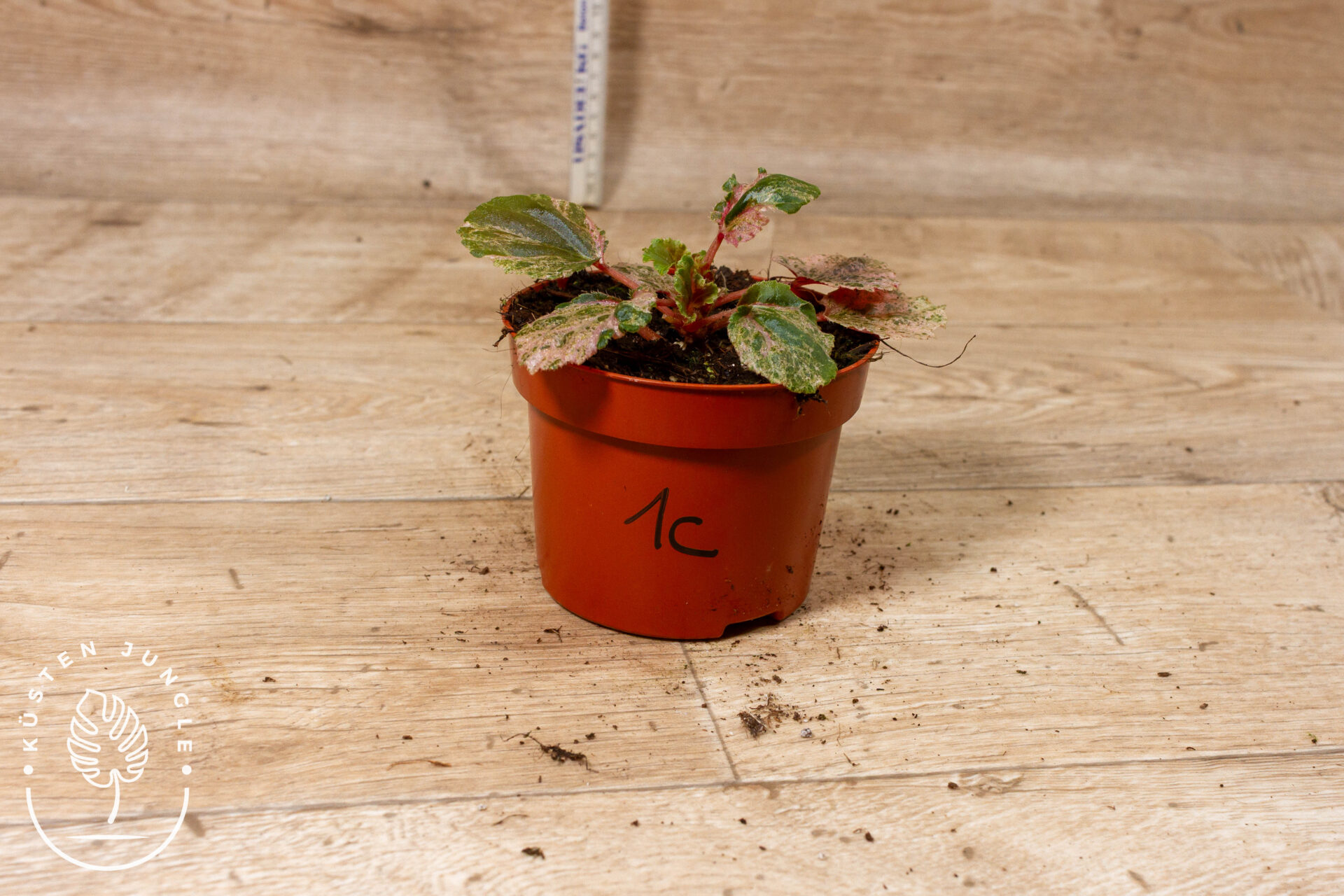 Begonia cucullata Variegata 001C WYSIWYG – Bild 2