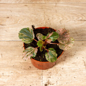 Begonia cucullata Variegata 001C WYSIWYG