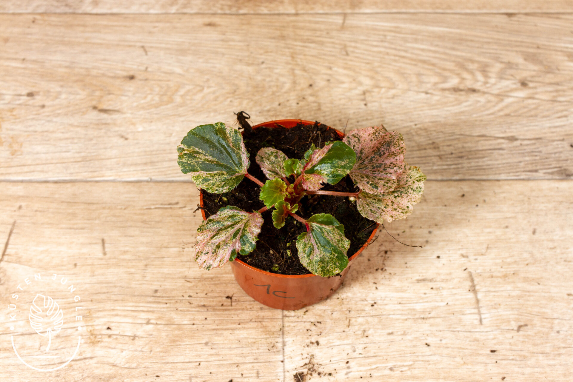 Begonia cucullata Variegata 001C WYSIWYG