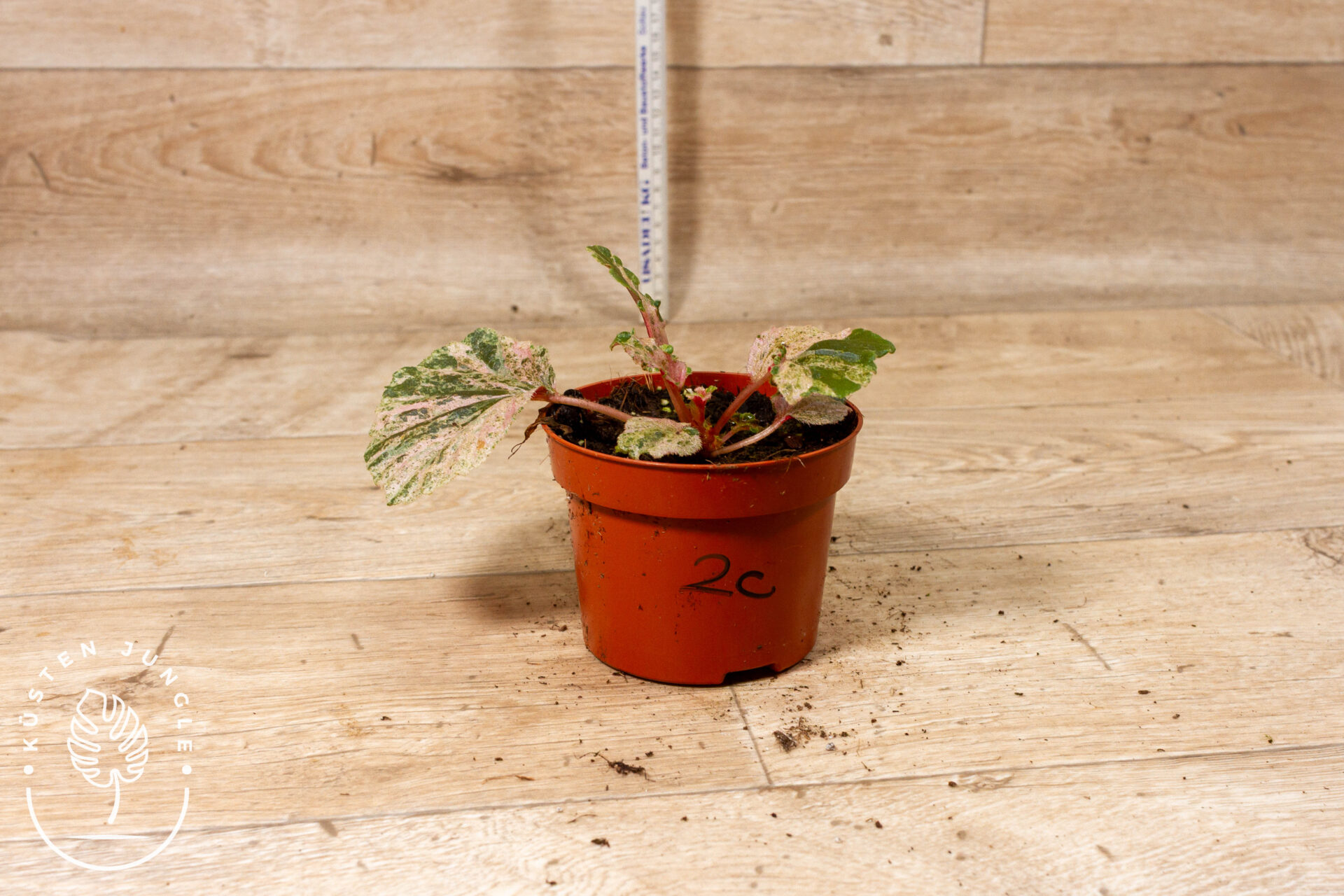 Begonia cucullata Variegata 002C WYSIWYG – Bild 2