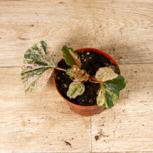 Begonia cucullata Variegata 002C WYSIWYG