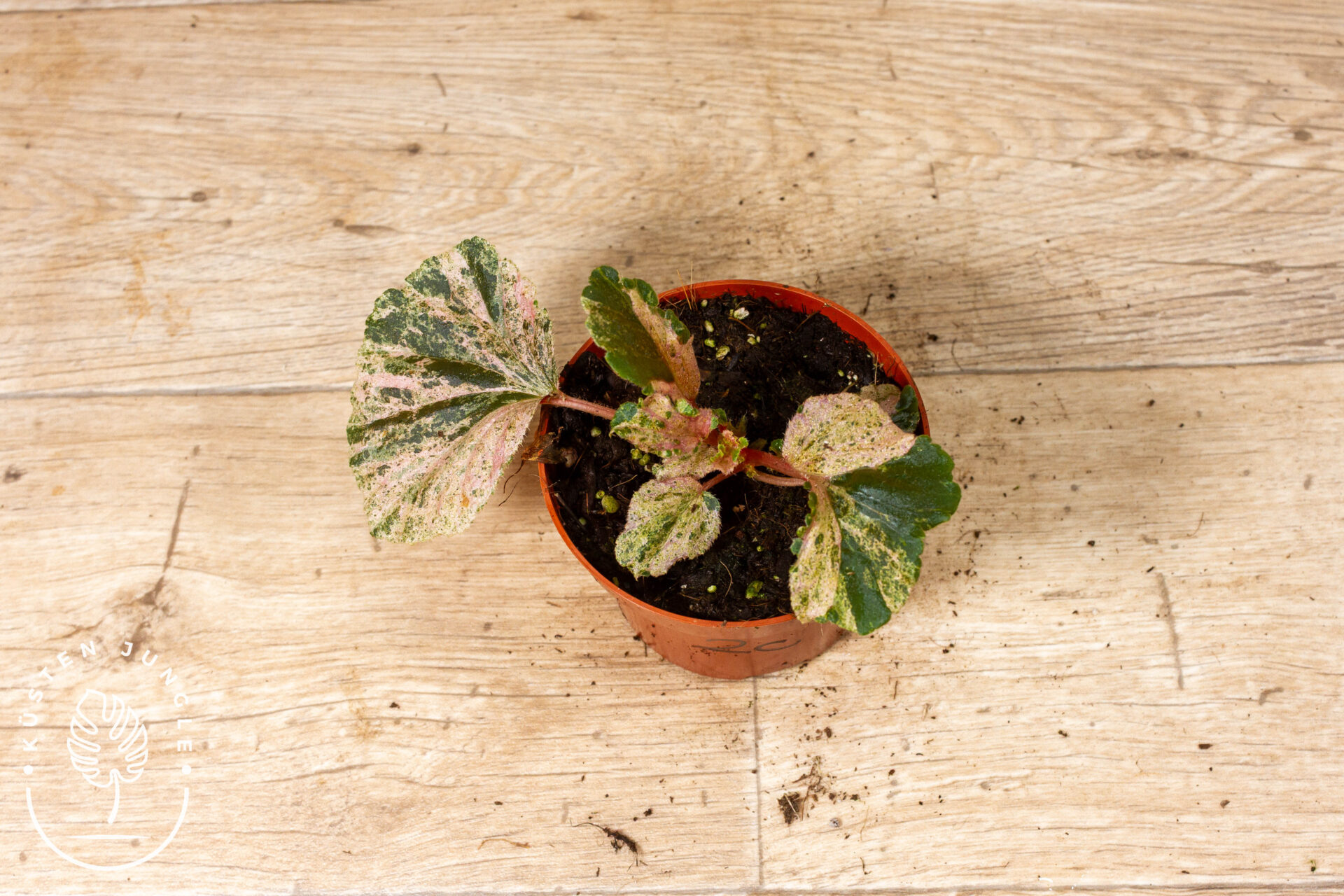 Begonia cucullata Variegata 002C WYSIWYG