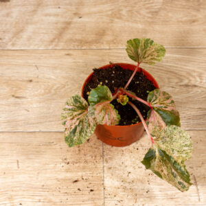 Begonia cucullata Variegata 003C WYSIWYG