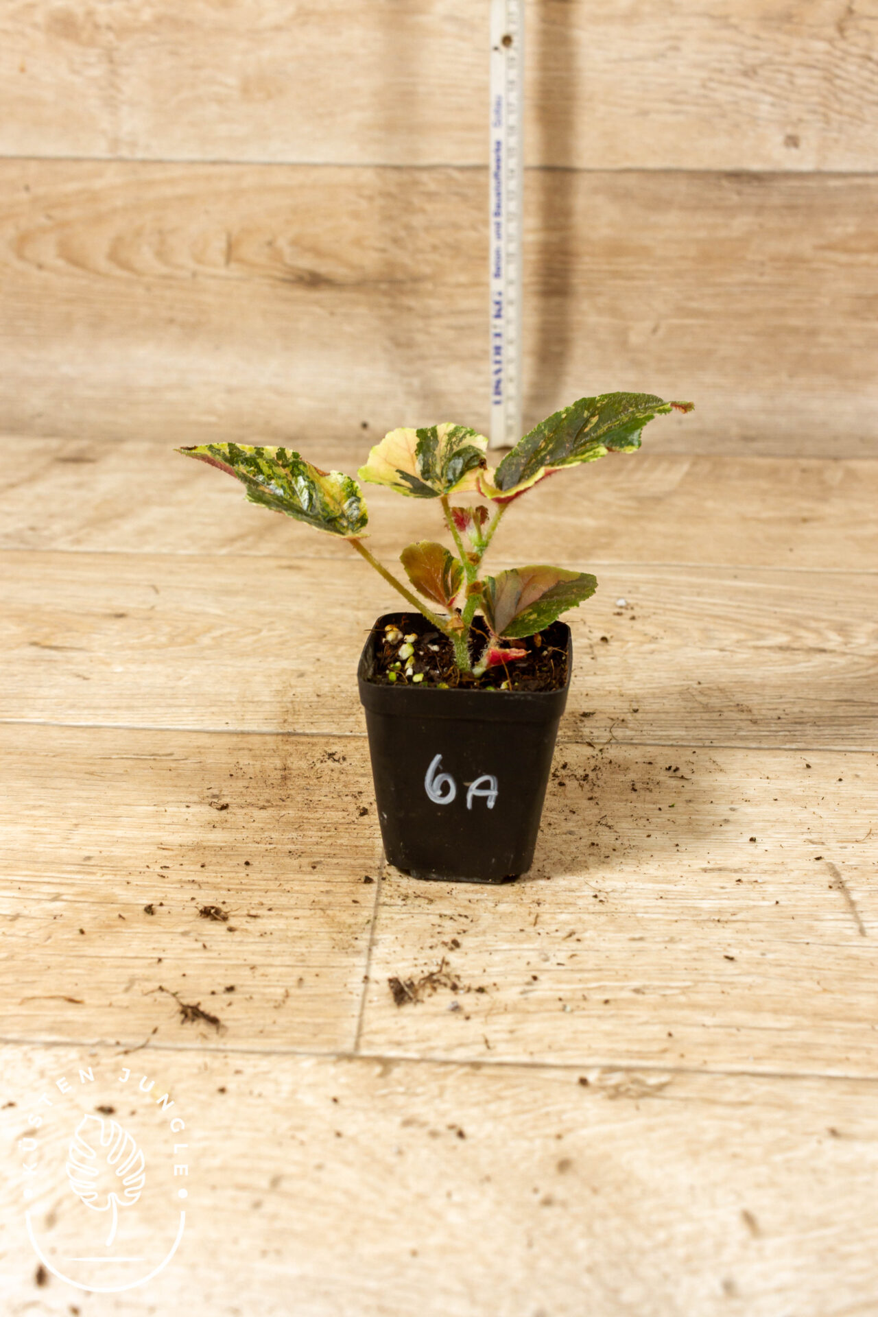 Begonia ginny galaxy 006A WYSIWYG – Bild 2