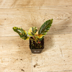 Begonia ginny galaxy 006A WYSIWYG