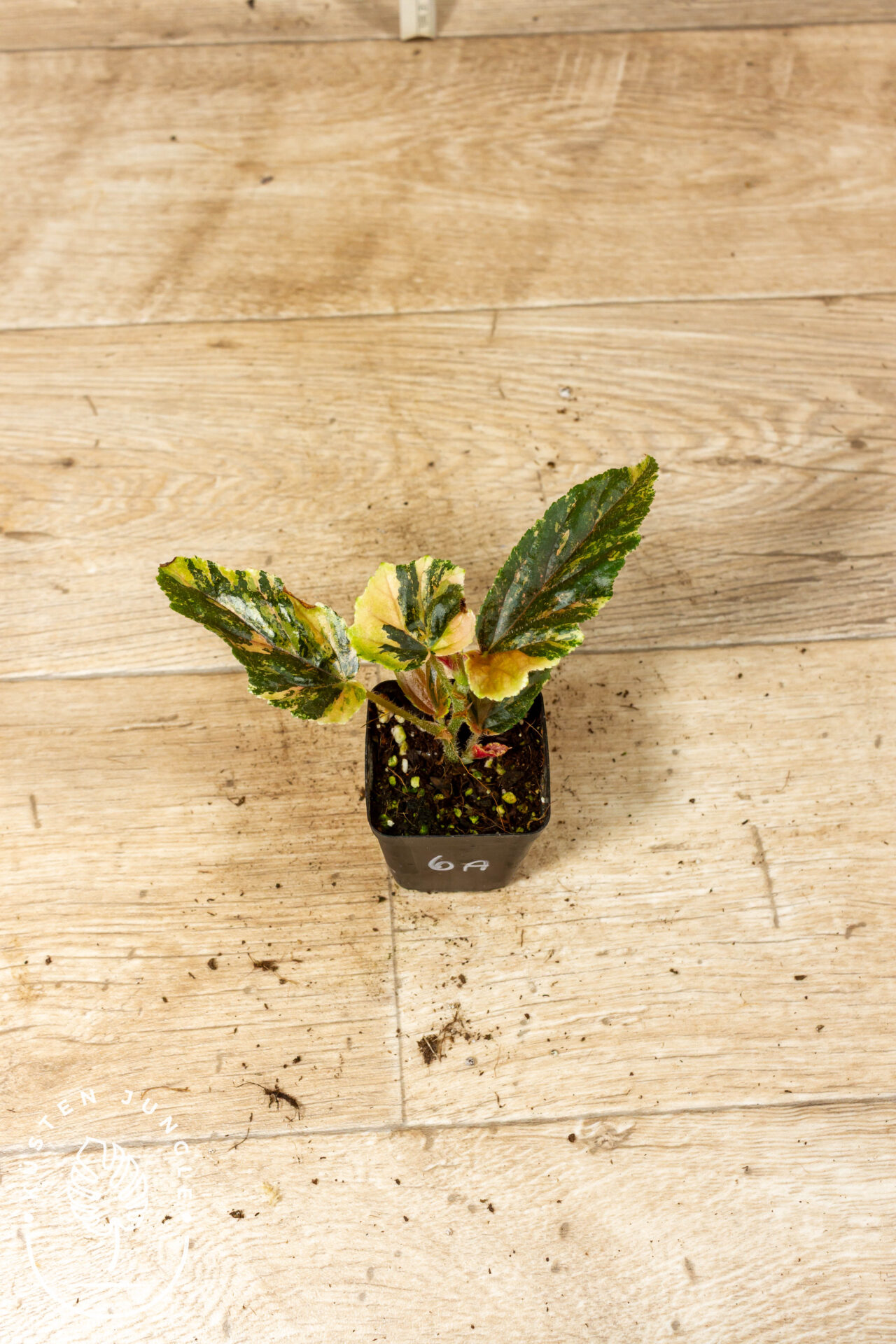 Begonia ginny galaxy 006A WYSIWYG