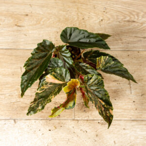 Begonia ginny galaxy 007A WYSIWYG