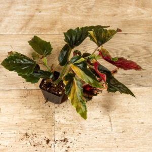 Begonia ginny galaxy 008A WYSIWYG