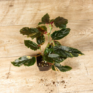 Begonia ginny galaxy 010A WYSIWYG