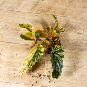 Begonia ginny galaxy 011A WYSIWYG