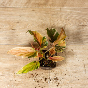 Begonia ginny galaxy 001C WYSIWYG