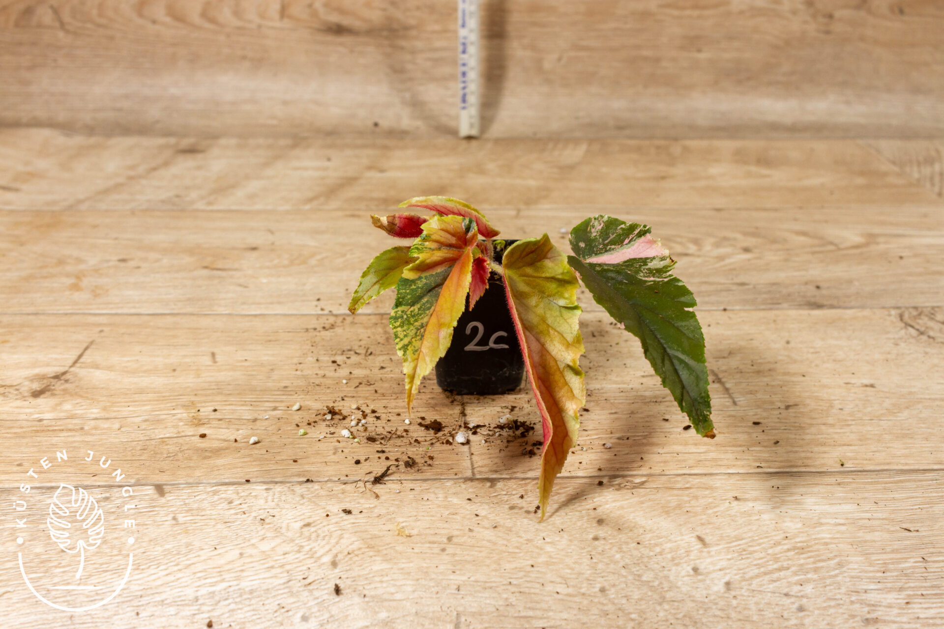 Begonia ginny galaxy 002C WYSIWYG - Image 2