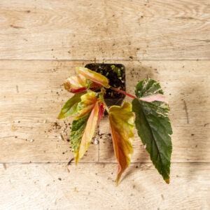 Begonia ginny galaxy 002C WYSIWYG