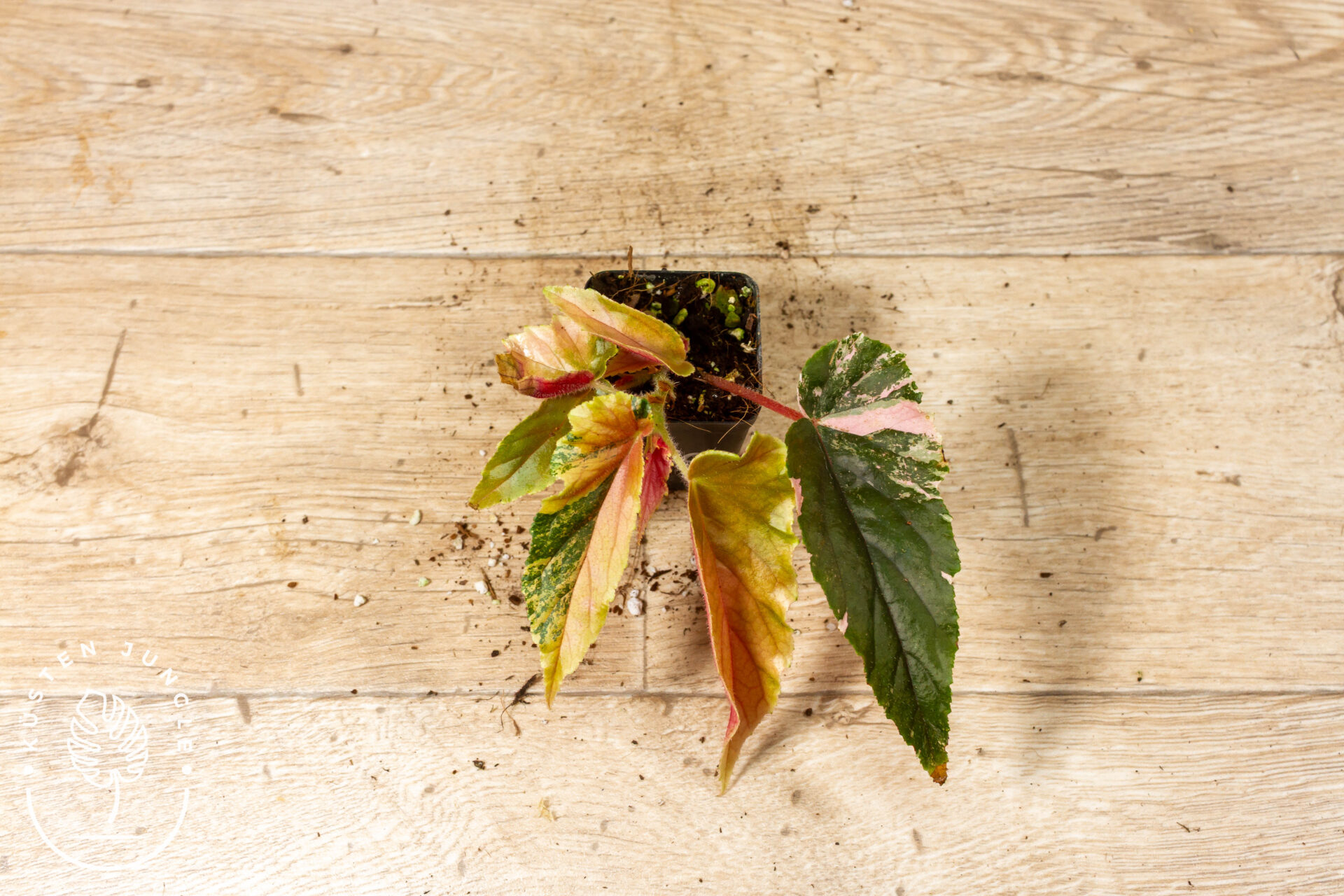 Begonia ginny galaxy 002C WYSIWYG