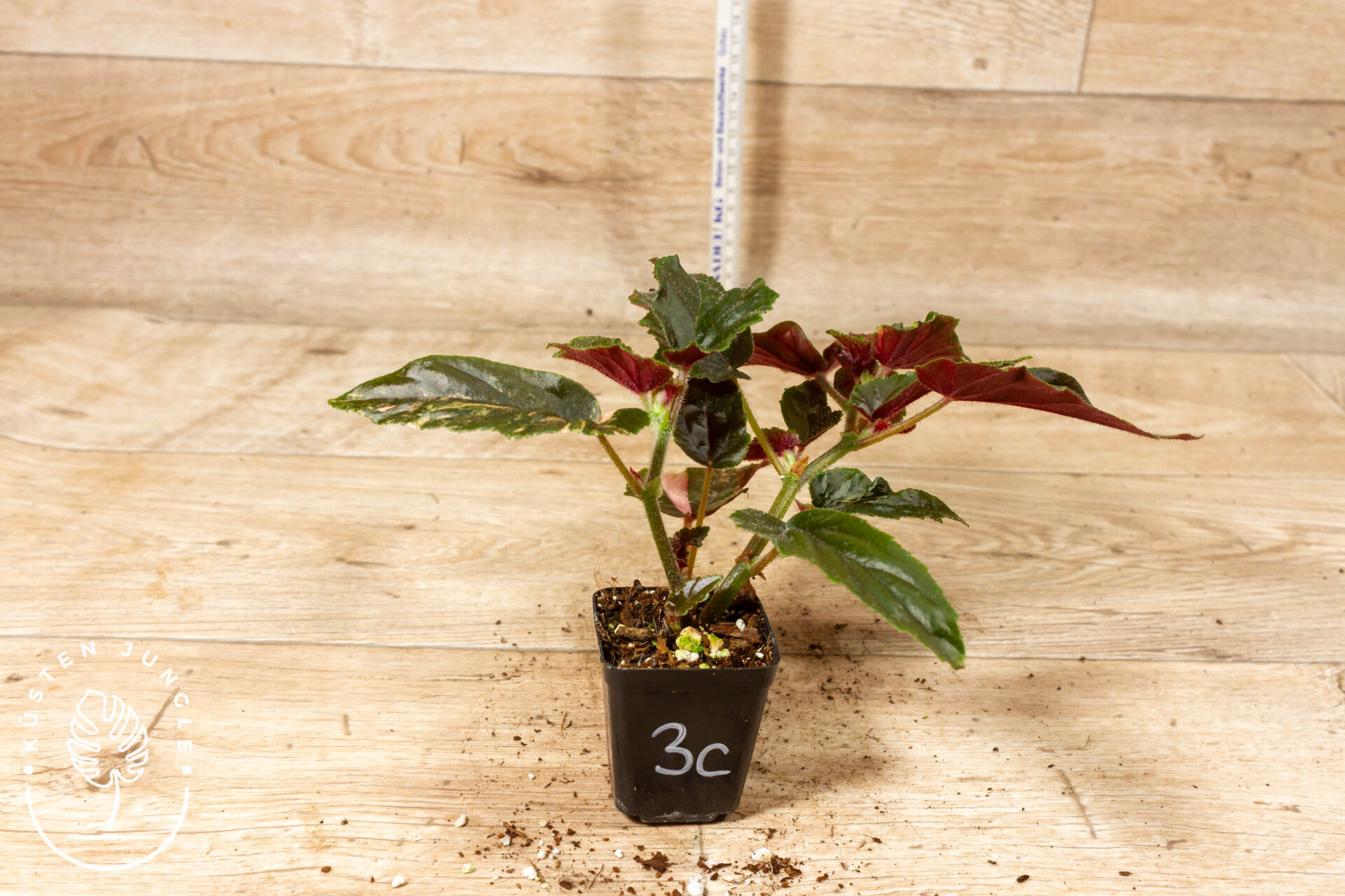 Begonia ginny galaxy 003C WYSIWYG - Image 2