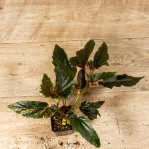 Begonia ginny galaxy 003C WYSIWYG