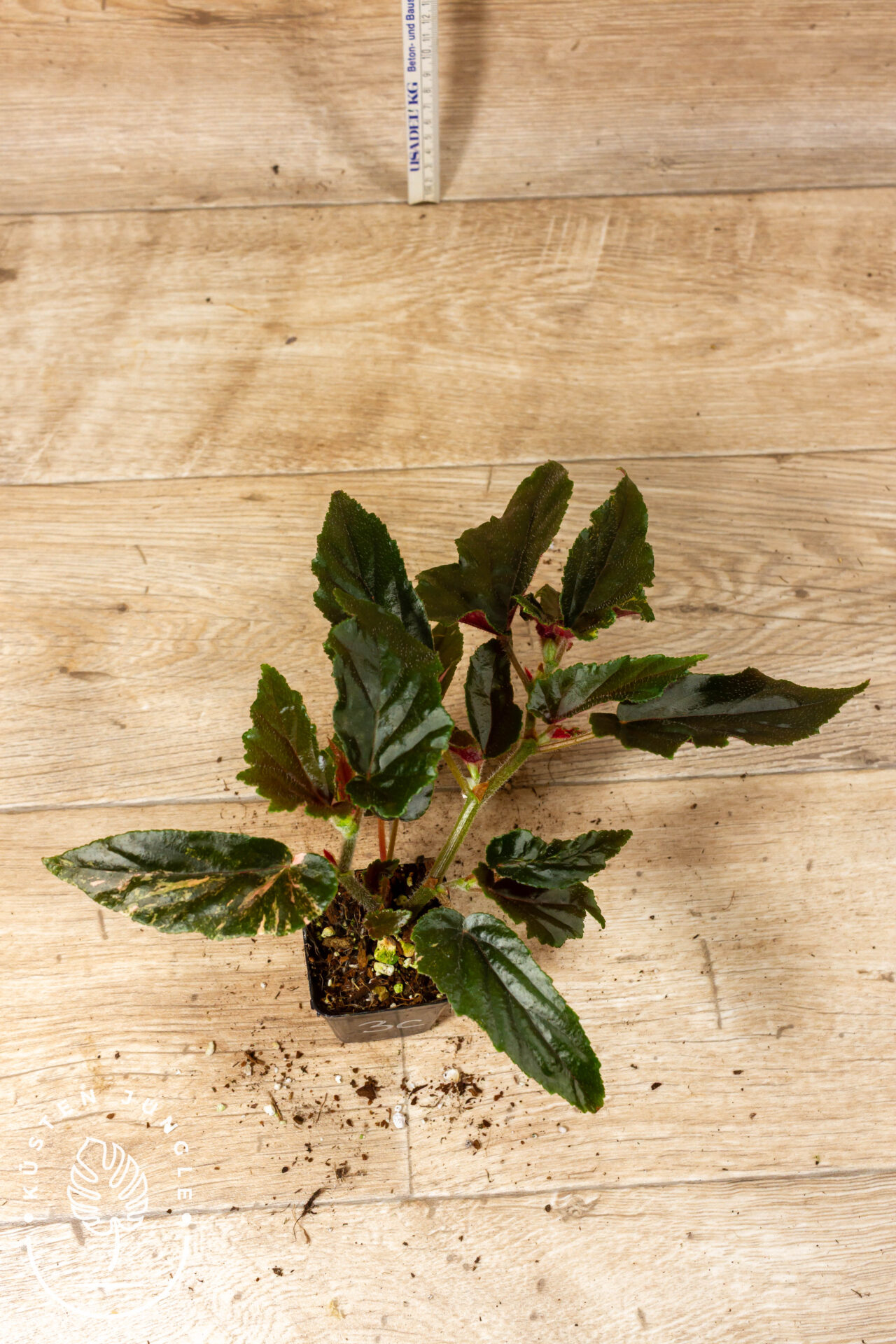 Begonia ginny galaxy 003C WYSIWYG