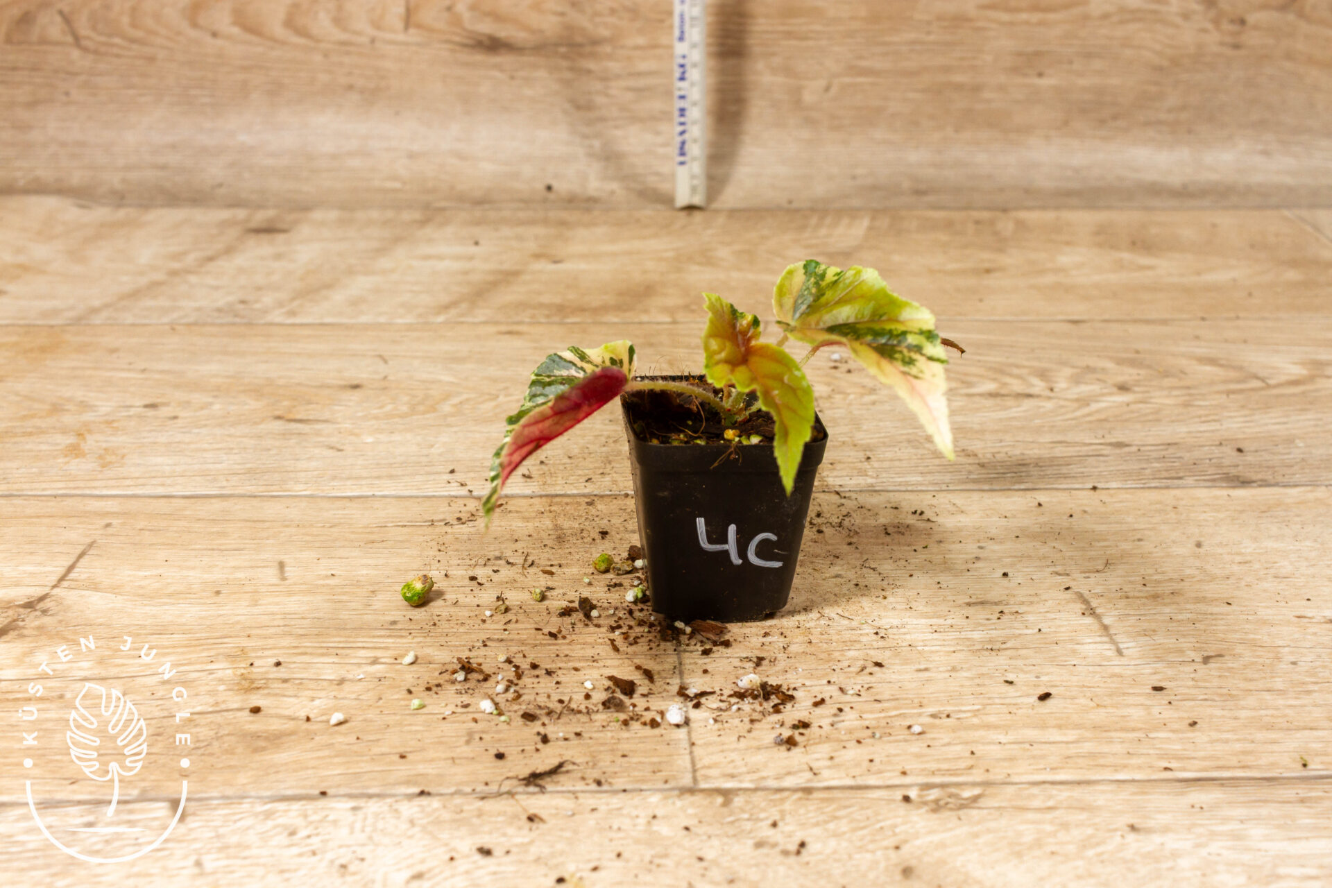 Begonia ginny galaxy 004C WYSIWYG – Bild 2