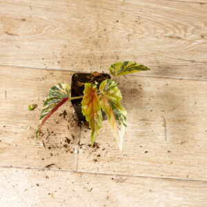 Begonia ginny galaxy 004C WYSIWYG