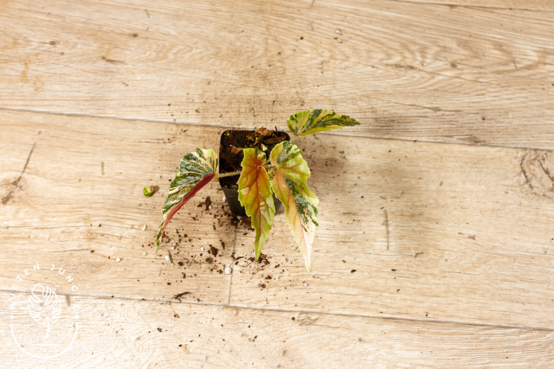 Begonia ginny galaxy 004C WYSIWYG