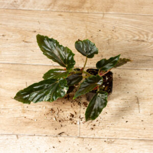 Begonia ginny galaxy 005C WYSIWYG