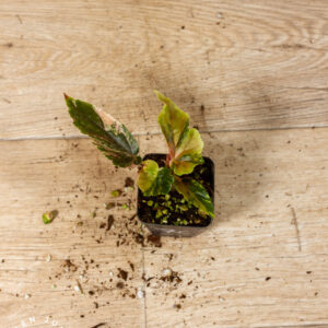 Begonia ginny galaxy 007C WYSIWYG