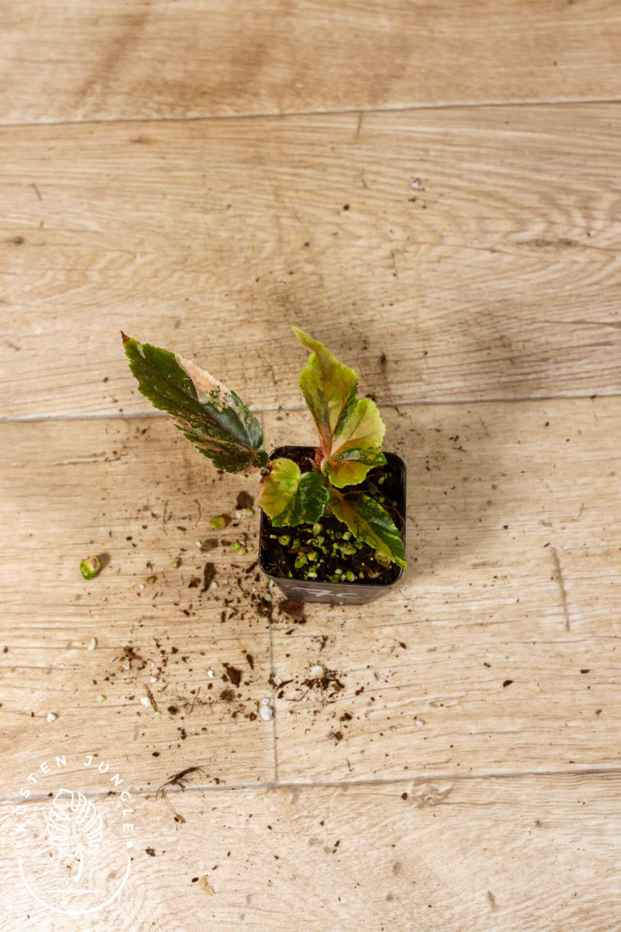 Begonia ginny galaxy 007C WYSIWYG