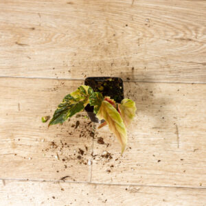 Begonia ginny galaxy 009C WYSIWYG