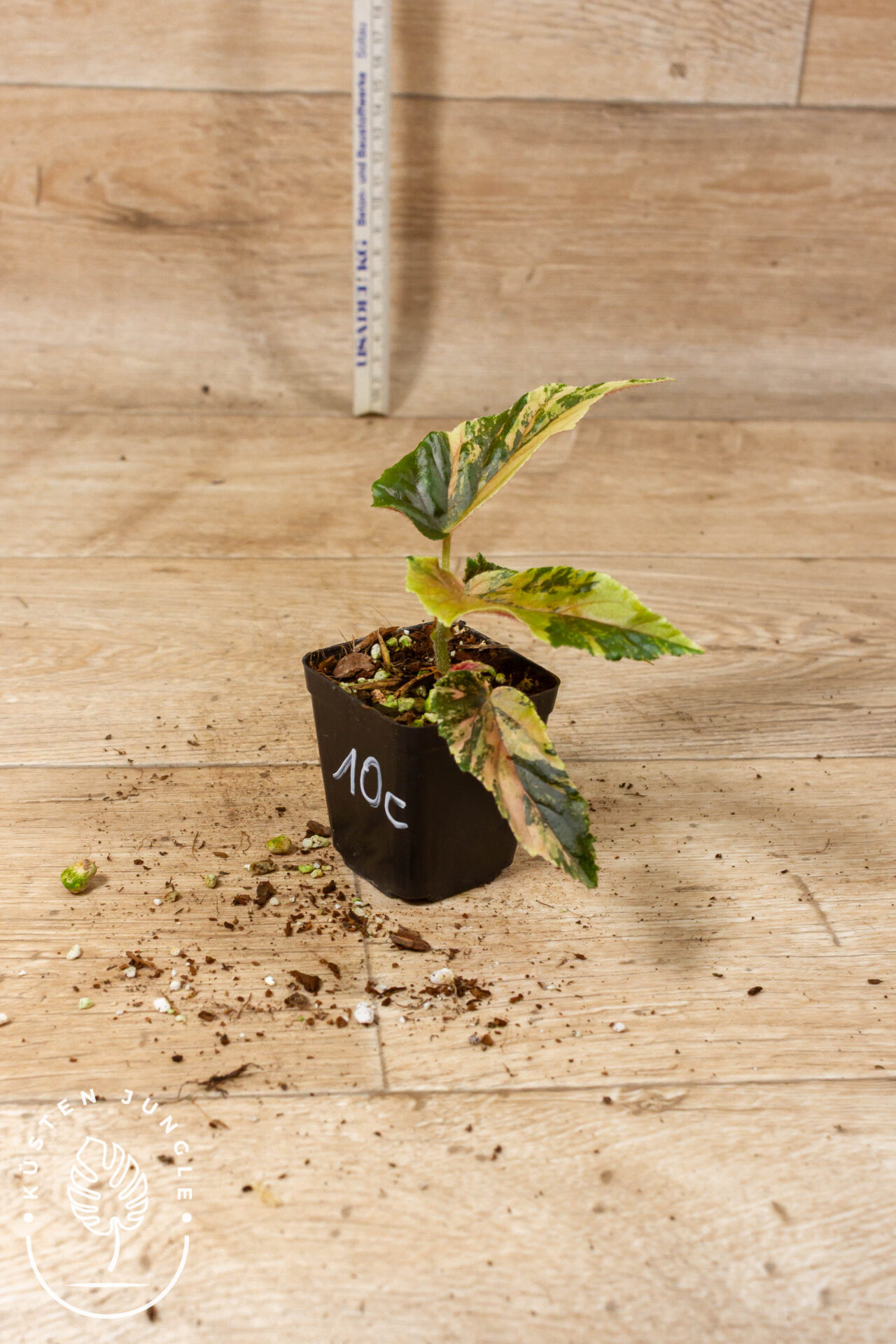 Begonia ginny galaxy 010C WYSIWYG - Image 2