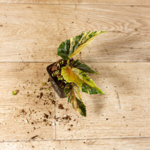 Begonia ginny galaxy 010C WYSIWYG