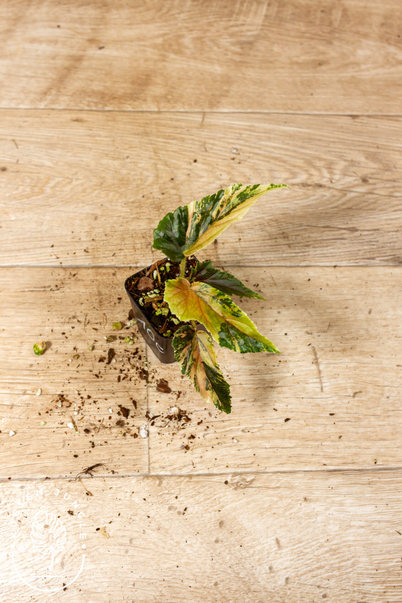 Begonia ginny galaxy 010C WYSIWYG