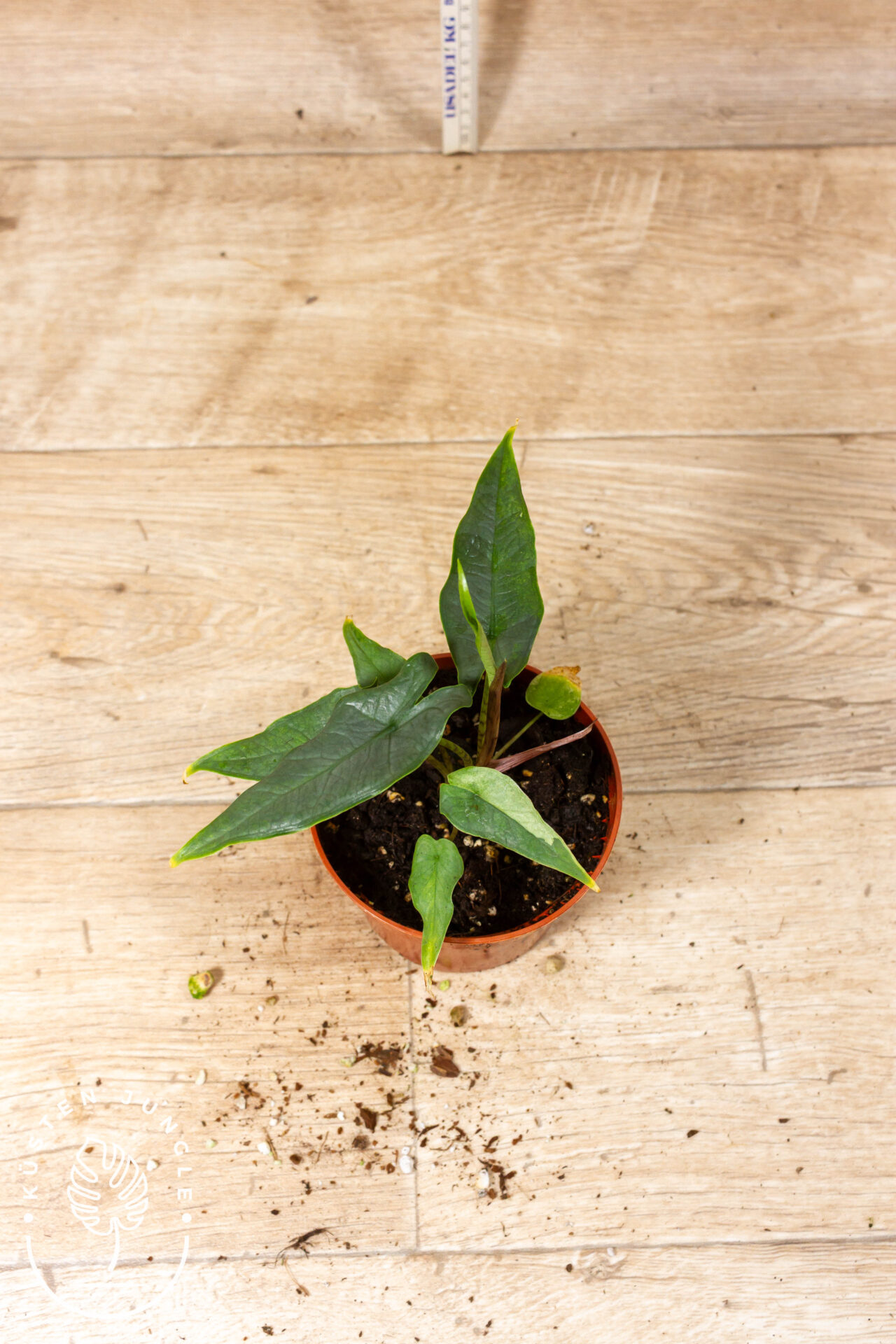 Alocasia sulawesi green carpet variegata/mint 001A WYSIWYG