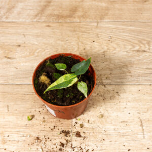 Alocasia sulawesi green carpet variegata/mint 002A WYSIWYG