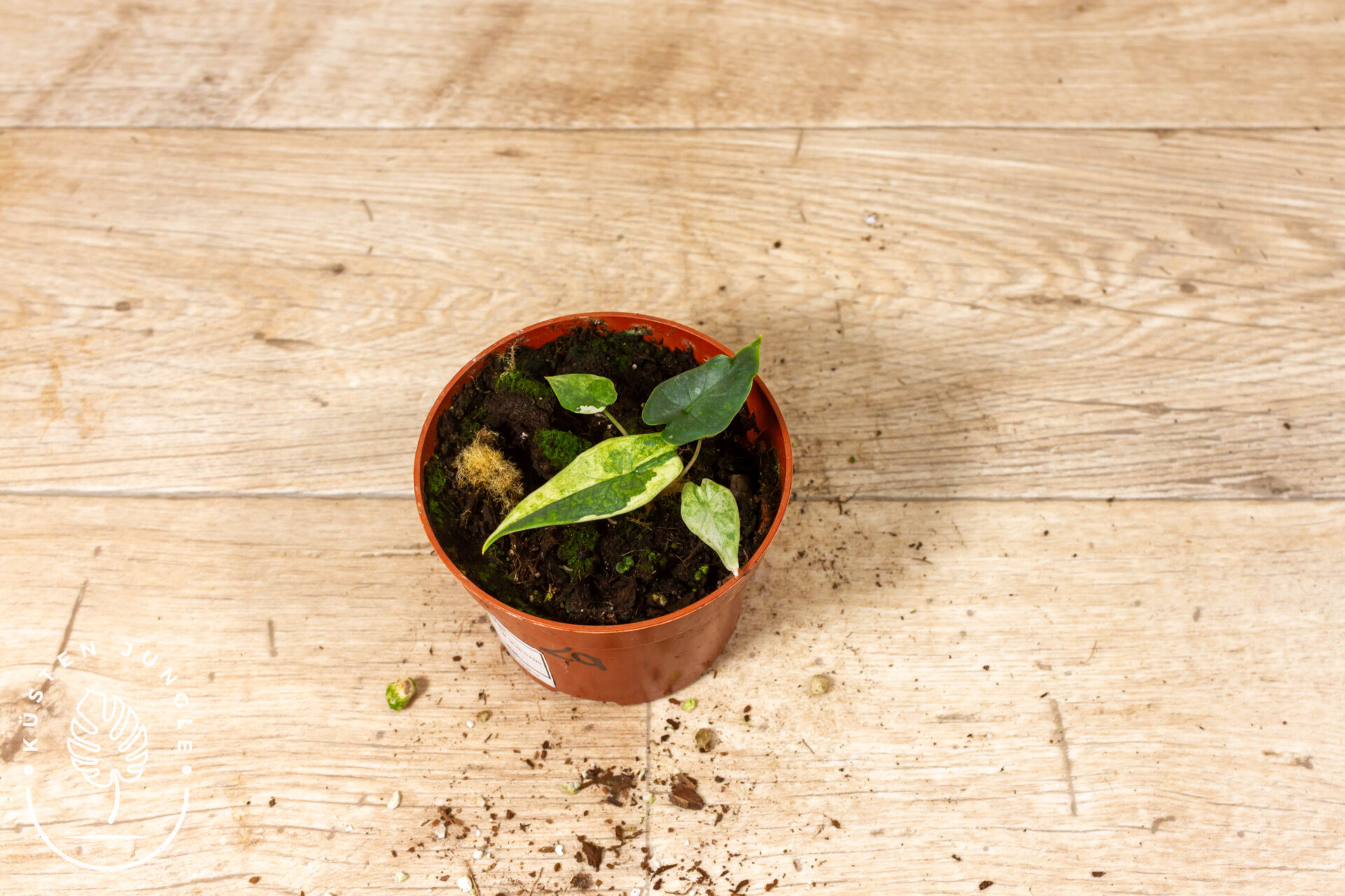 Alocasia sulawesi green carpet variegata/mint 002A WYSIWYG