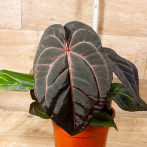 DocBlock Anthurium Dark & Handsome® '9' x Red Velvet Cake® '24' XXL 001a (3 Triebig)