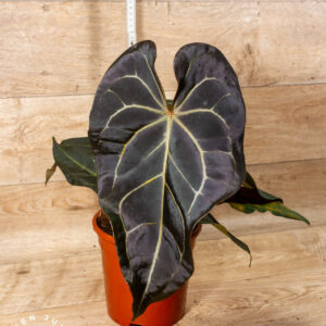 DocBlock Anthurium Dark & Handsome® '9' x Red Velvet Cake® '24' XXL 002a (2 Triebig)