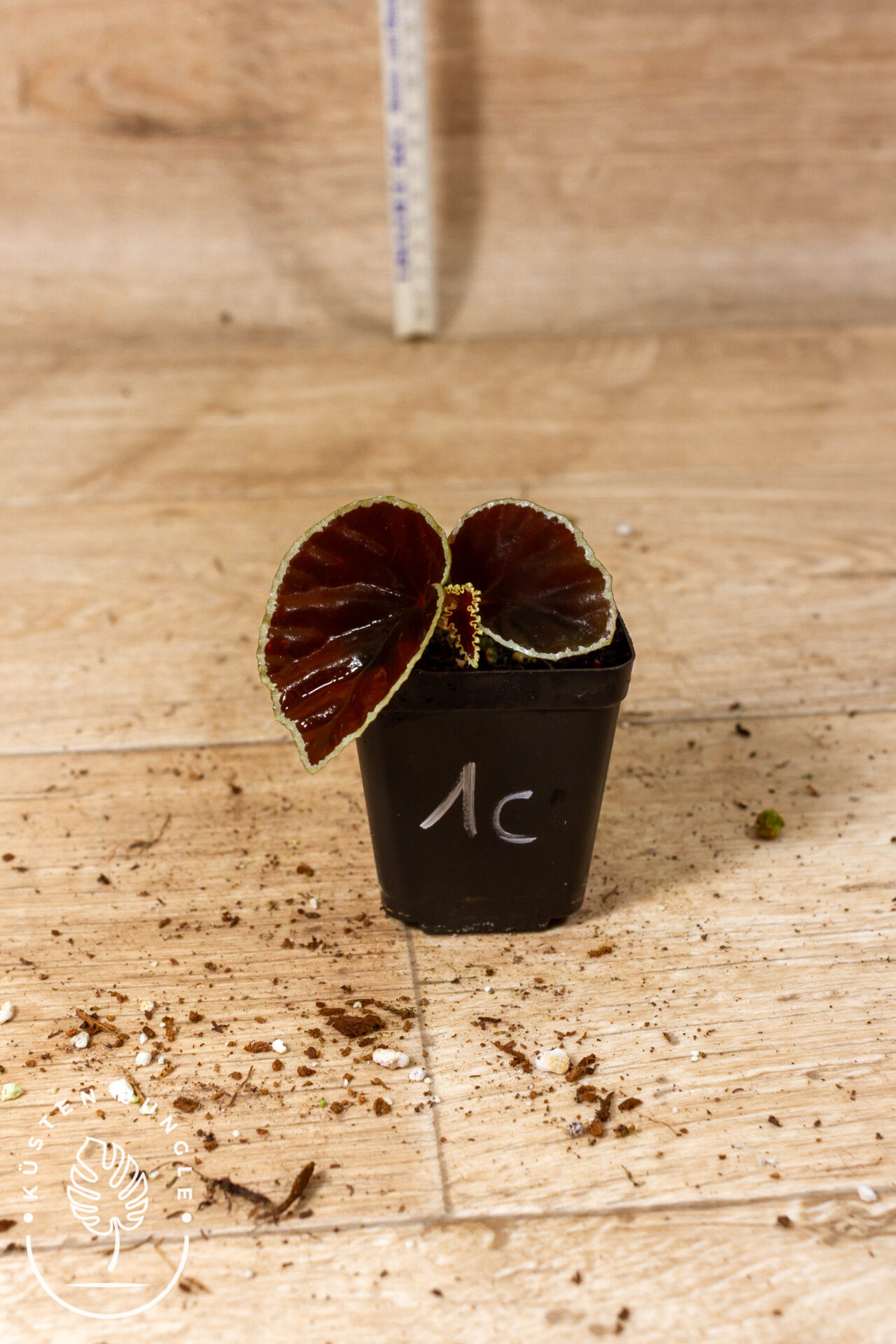 Begonia darthvaderiana 001 WYSIWYG – Bild 2