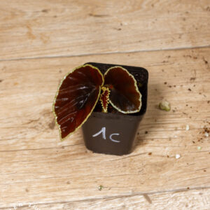 Begonia darthvaderiana 001 WYSIWYG